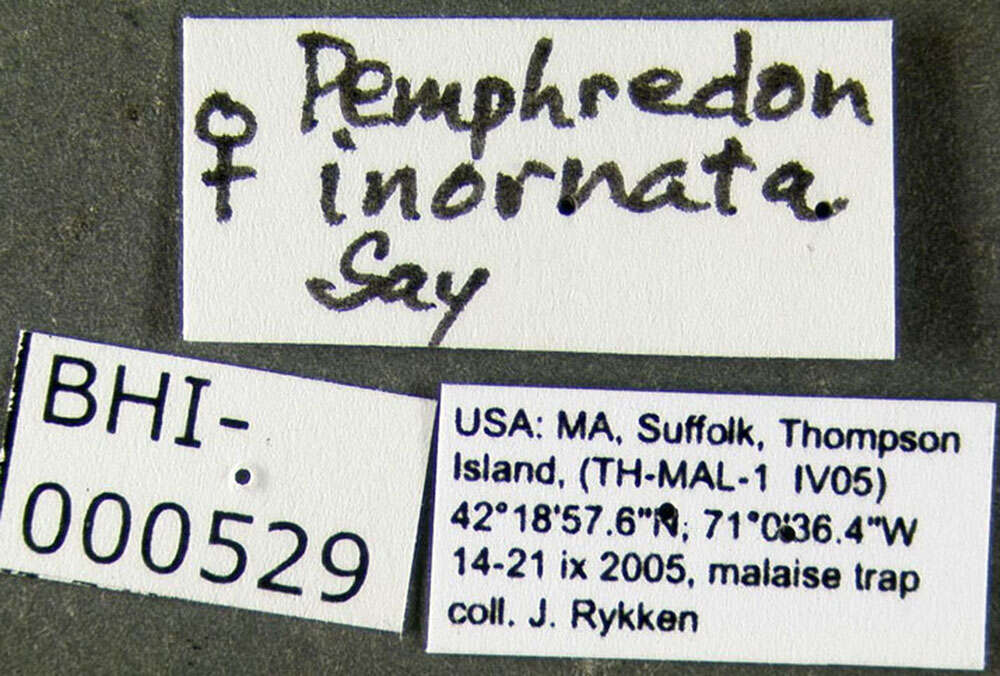 Image of Pemphredon inornata Say 1824