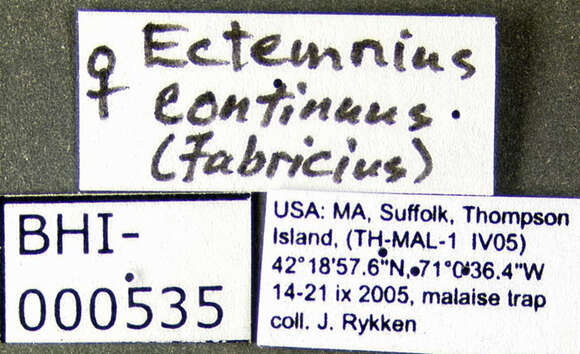 Image of Ectemnius continuus (Fabricius 1804)