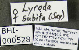 Plancia ëd Lyroda subita Say 1837