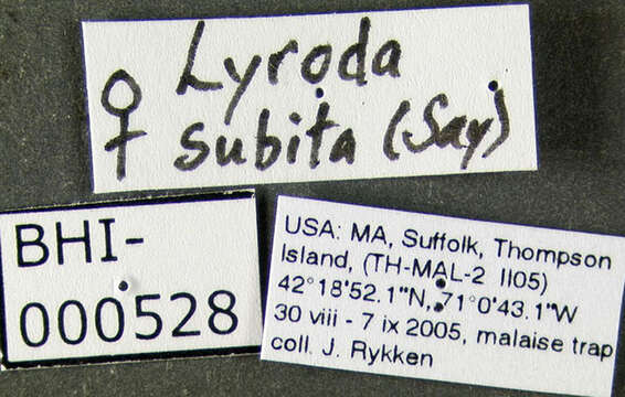 Image of Lyroda subita Say 1837