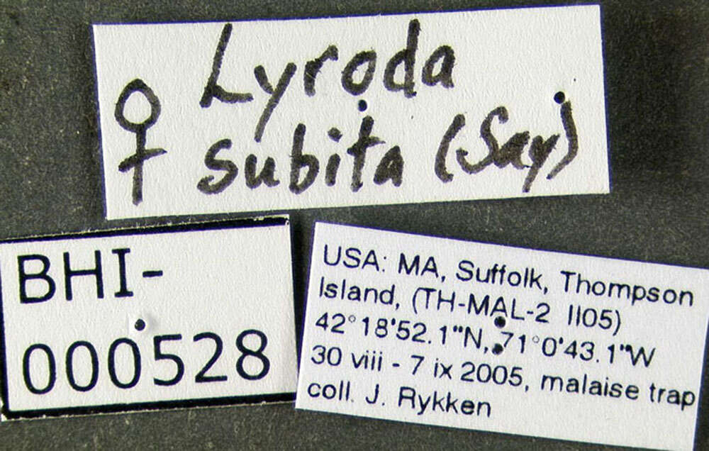 Plancia ëd Lyroda subita Say 1837
