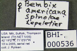 Image de Bembix americana spinolae Lepeletier 1845