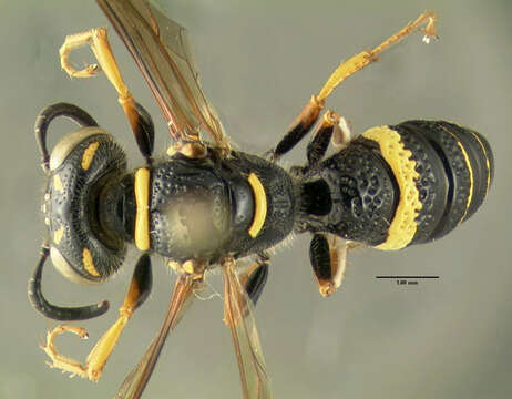 Imagem de Philanthus gibbosus (Fabricius 1775)