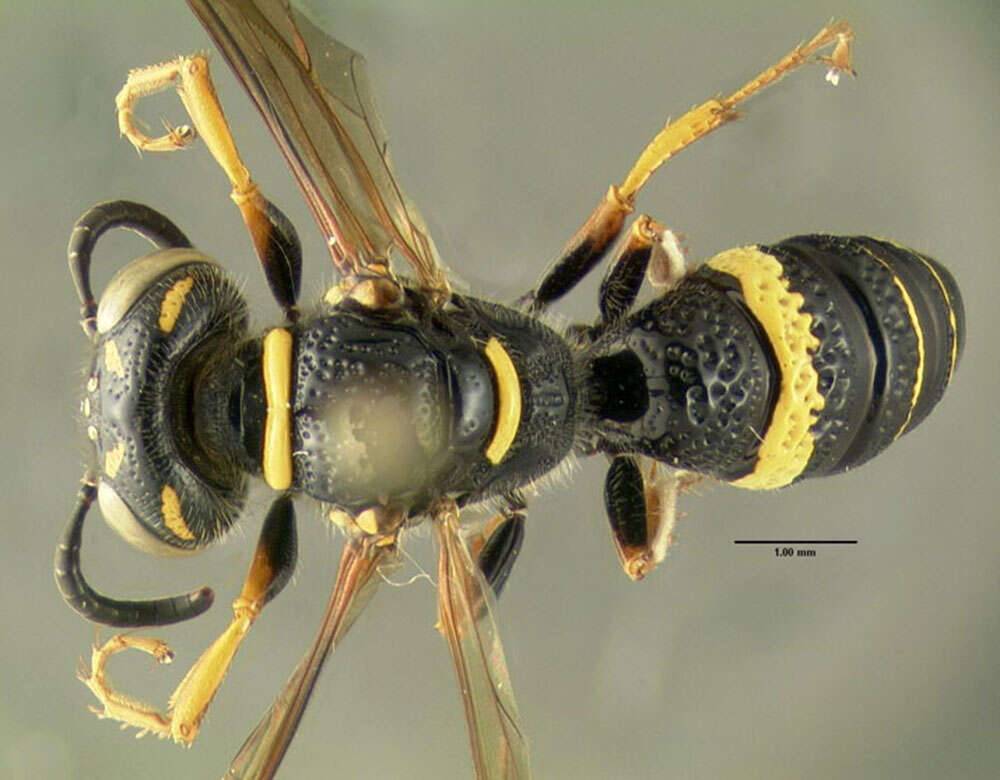 Philanthus gibbosus (Fabricius 1775)的圖片