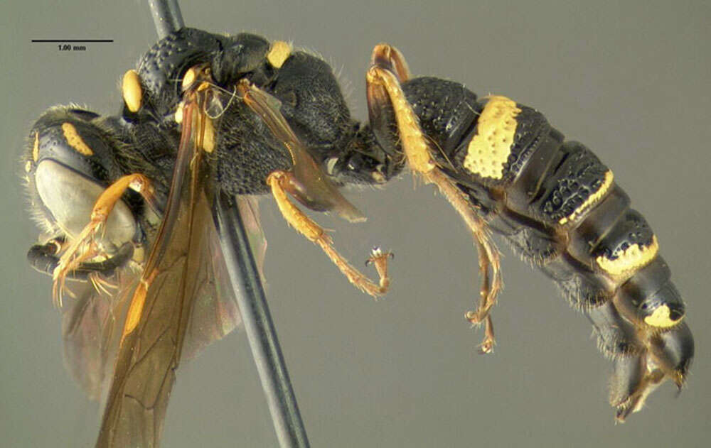 Imagem de Philanthus gibbosus (Fabricius 1775)