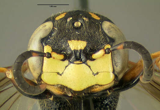 Image of Philanthus gibbosus (Fabricius 1775)