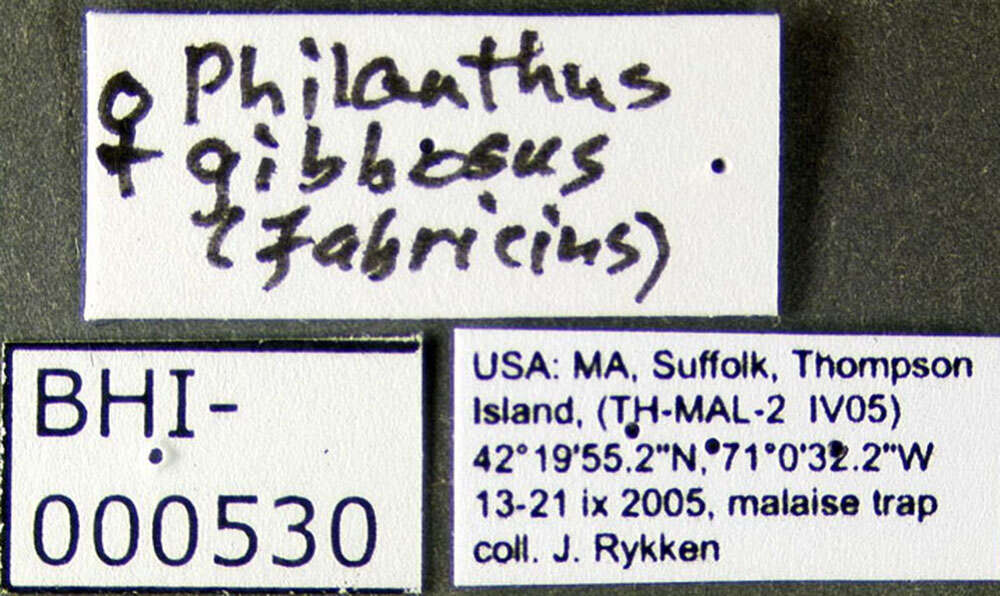 Image of Philanthus gibbosus (Fabricius 1775)