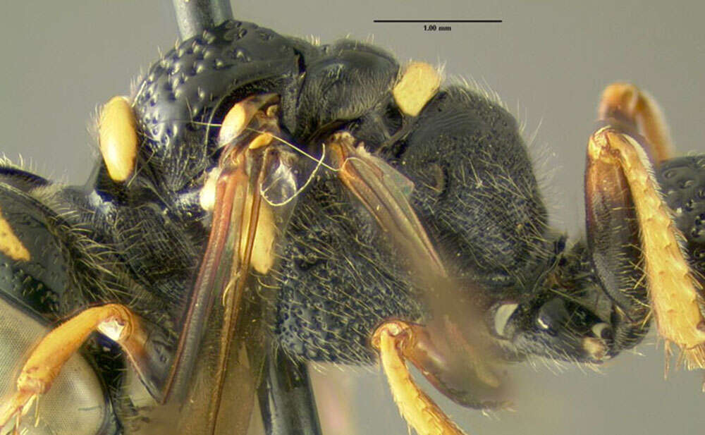 Imagem de Philanthus gibbosus (Fabricius 1775)