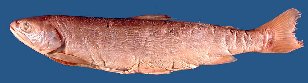 Image of Silver Trout