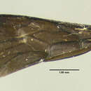 Image of Dasymutilla nigripes (Fabricius 1787)