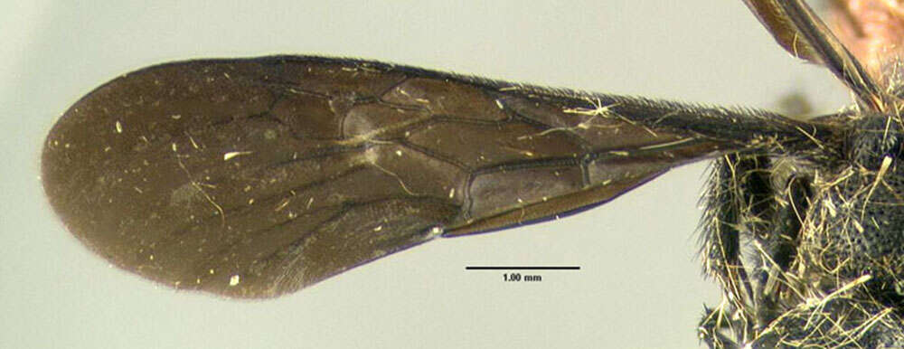 Image of Dasymutilla nigripes (Fabricius 1787)