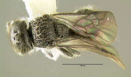 Plancia ëd Pseudomethoca frigida (Smith 1855)