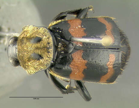 Image of Tomentose Burying Beetle