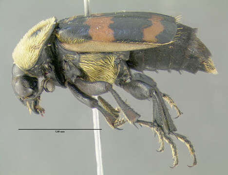 Image of Tomentose Burying Beetle