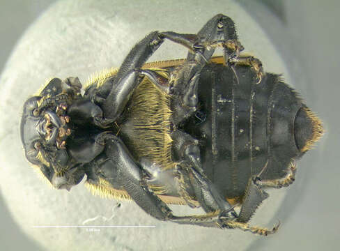 Image of Tomentose Burying Beetle