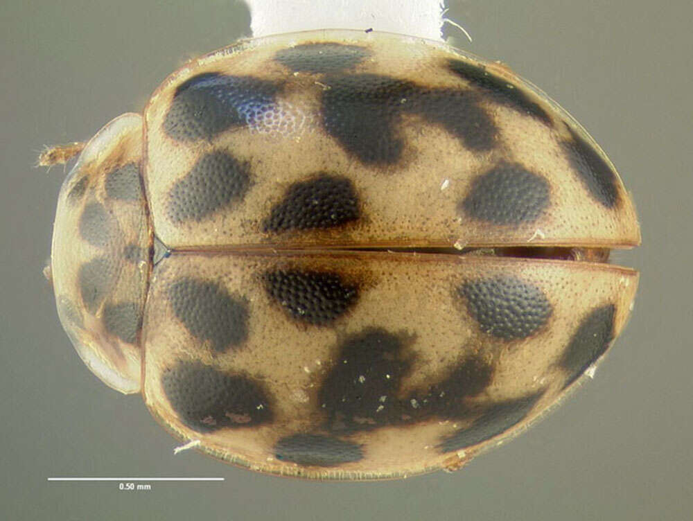 Image de Psyllobora vigintimaculata (Say 1824)