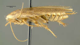 Image of tawny cockroach