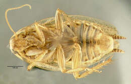 Image of tawny cockroach