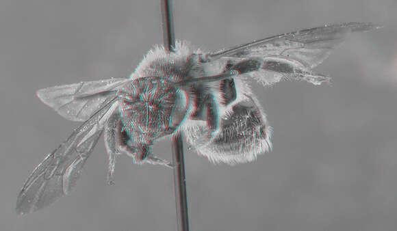 Imagem de Andrena thaspii Graenicher 1903