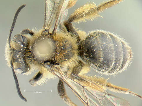 Image of Andrena thaspii Graenicher 1903