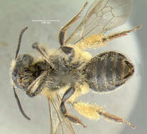 صورة Andrena thaspii Graenicher 1903