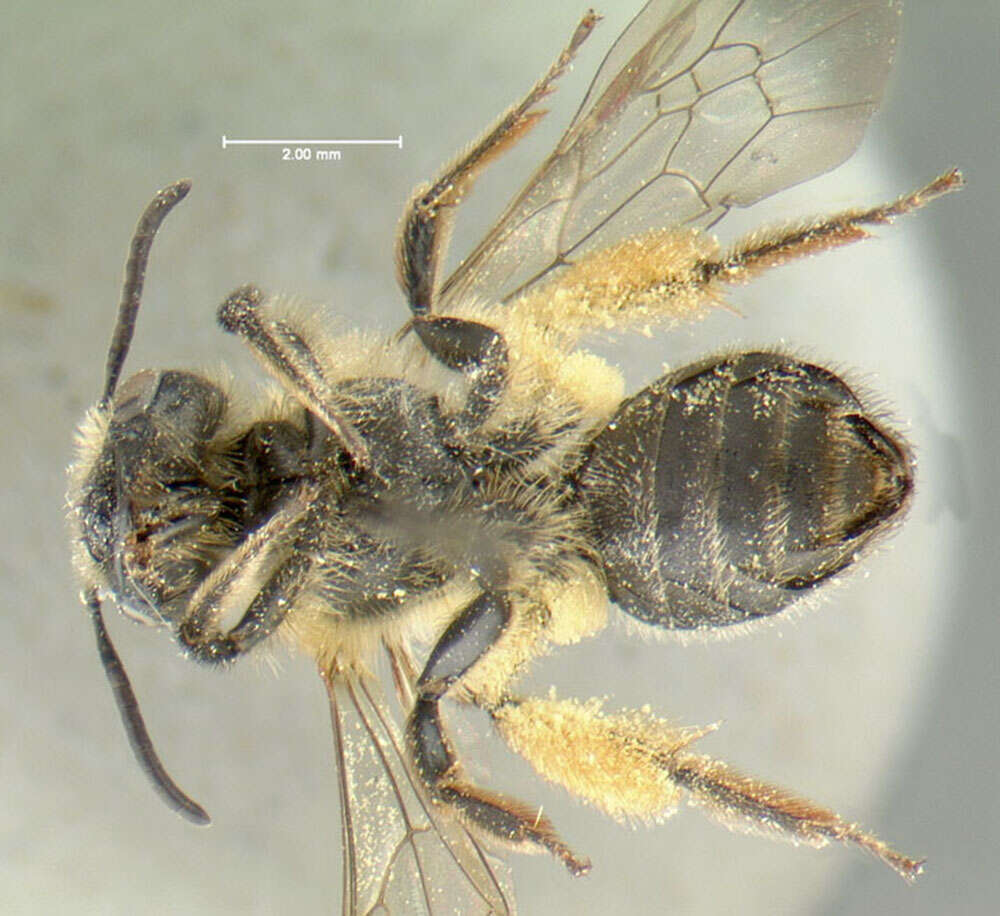 صورة Andrena thaspii Graenicher 1903