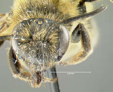 صورة Andrena thaspii Graenicher 1903