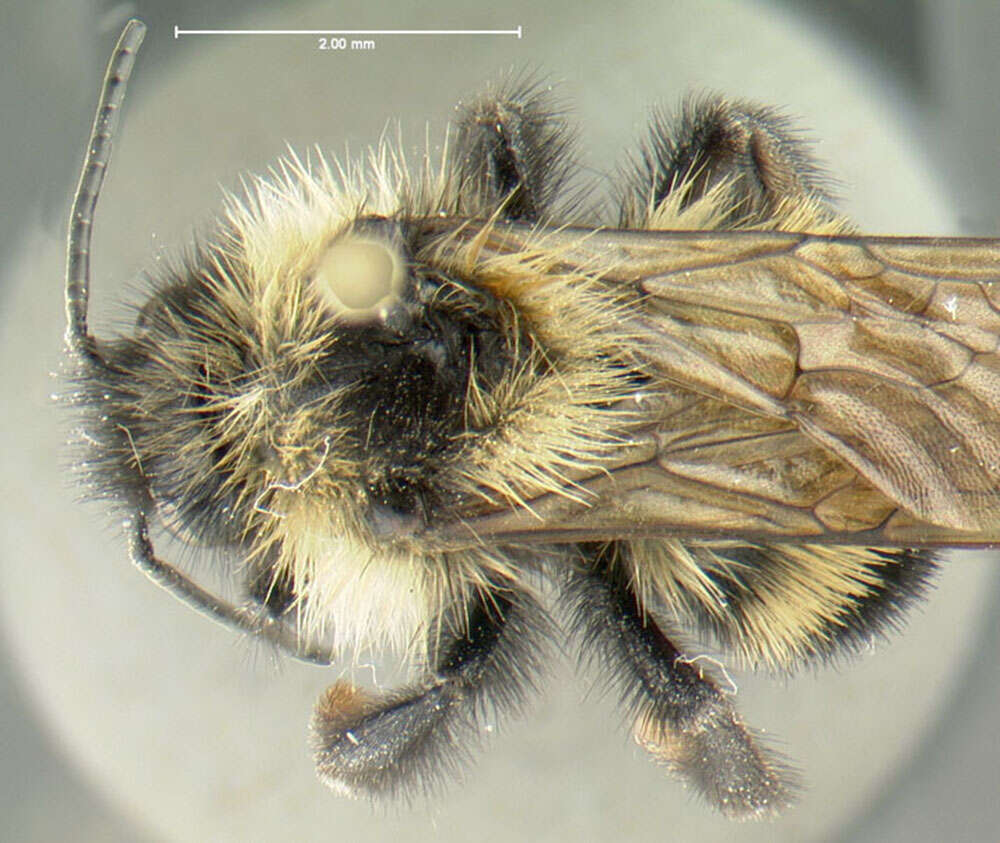 Image of Lemon Cuckoo Bumblebee