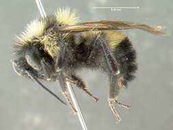 Image of Lemon Cuckoo Bumblebee