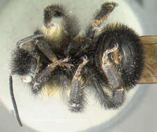 Image of Lemon Cuckoo Bumblebee