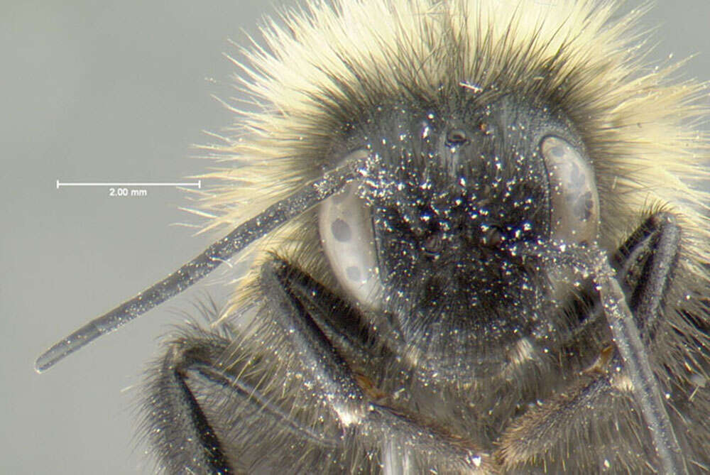 Image of Lemon Cuckoo Bumblebee