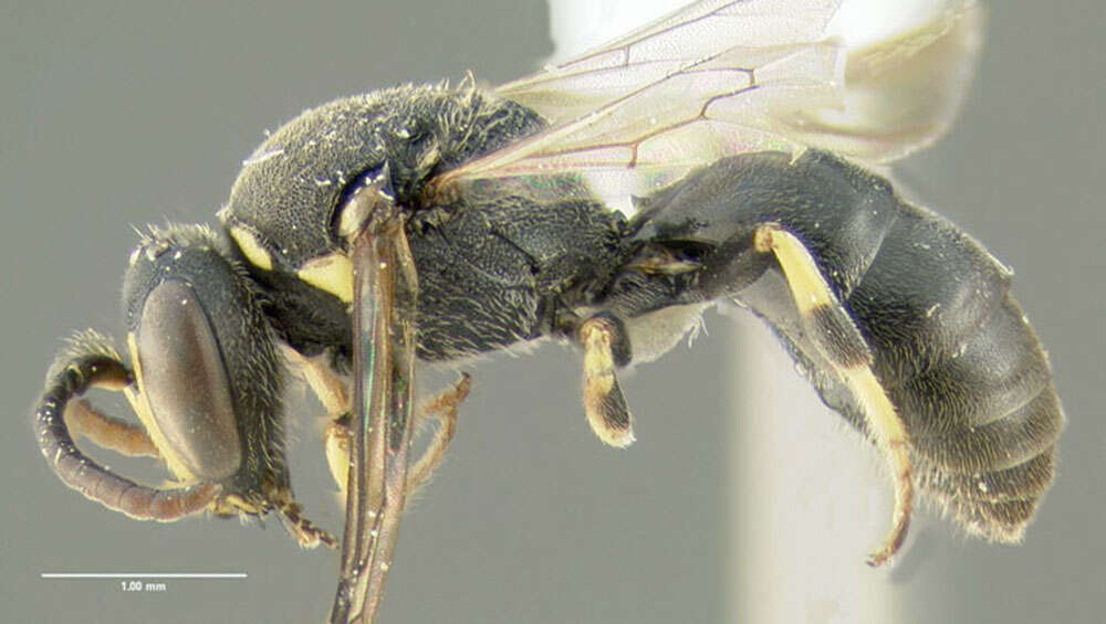 Image of Hylaeus affinis (Smith 1853)