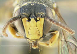 Image of Hylaeus affinis (Smith 1853)