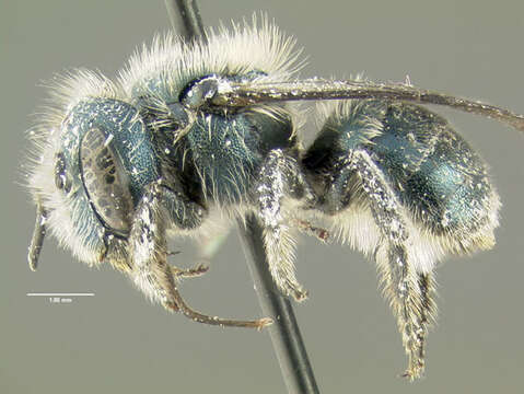 Image of Osmia pumila Cresson 1864