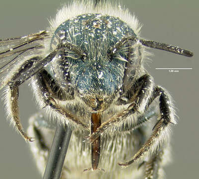 Image of Osmia pumila Cresson 1864