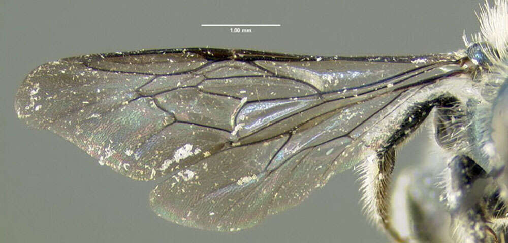 Image of Osmia pumila Cresson 1864