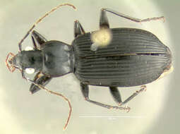 Platynus (Platynus) decentis (Say 1823) resmi