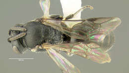 Image of Hylaeus mesillae (Cockerell 1896)