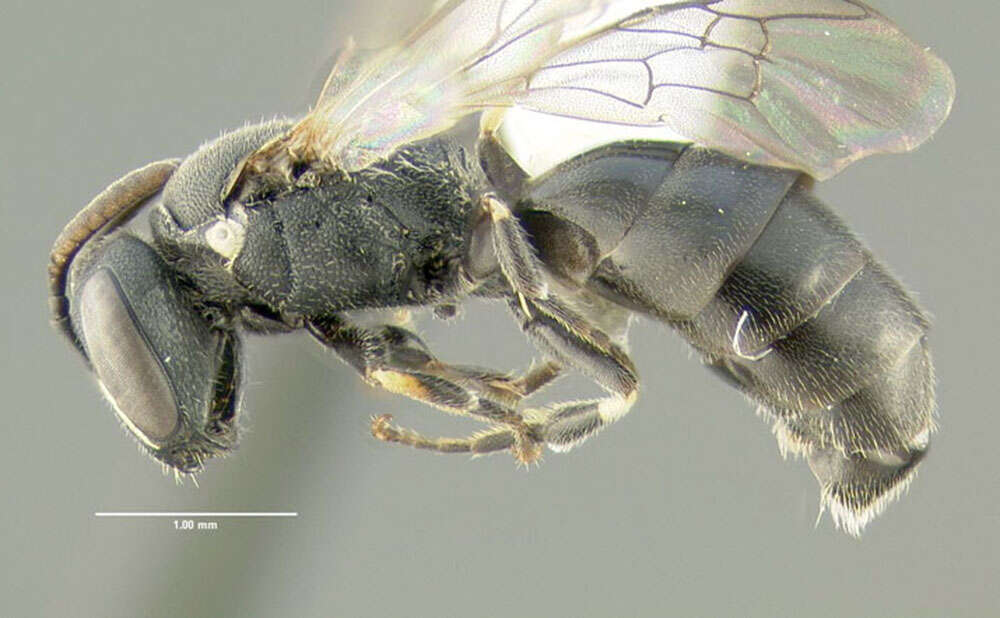 Image of Hylaeus mesillae (Cockerell 1896)