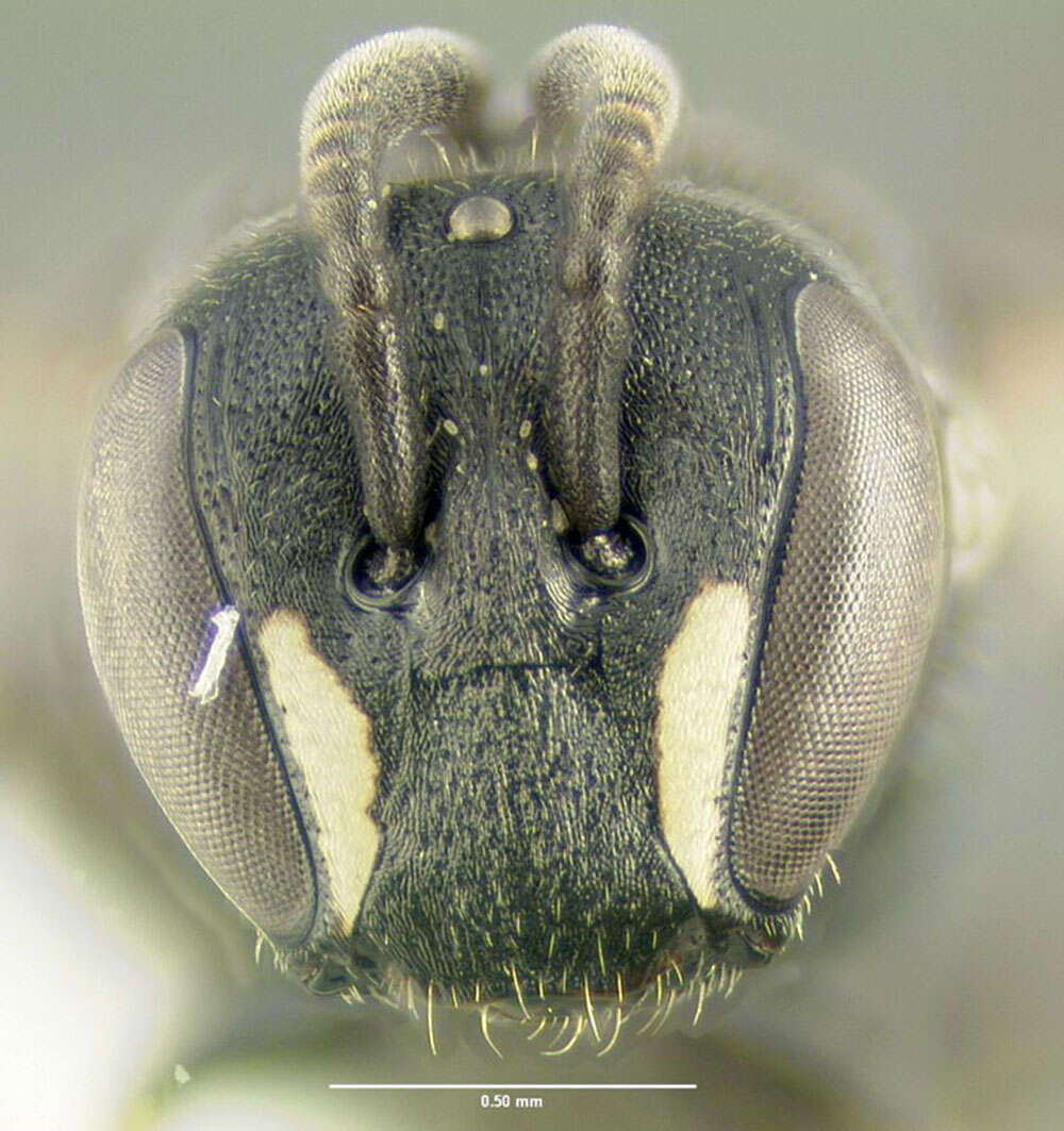 Image of Hylaeus mesillae (Cockerell 1896)