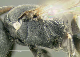 Image of Hylaeus mesillae (Cockerell 1896)