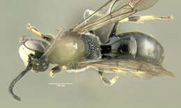 Hylaeus modestus Say 1837 resmi