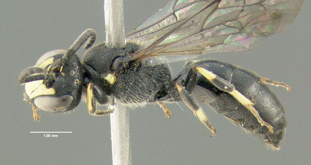 Hylaeus modestus Say 1837 resmi