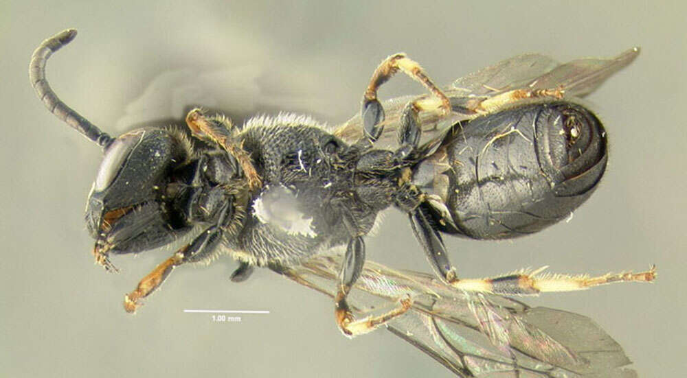 Hylaeus modestus Say 1837 resmi