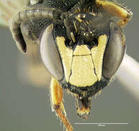 Hylaeus modestus Say 1837 resmi