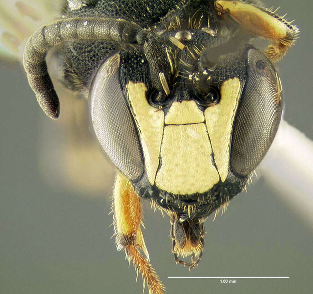 Image of Modest Masked Bee