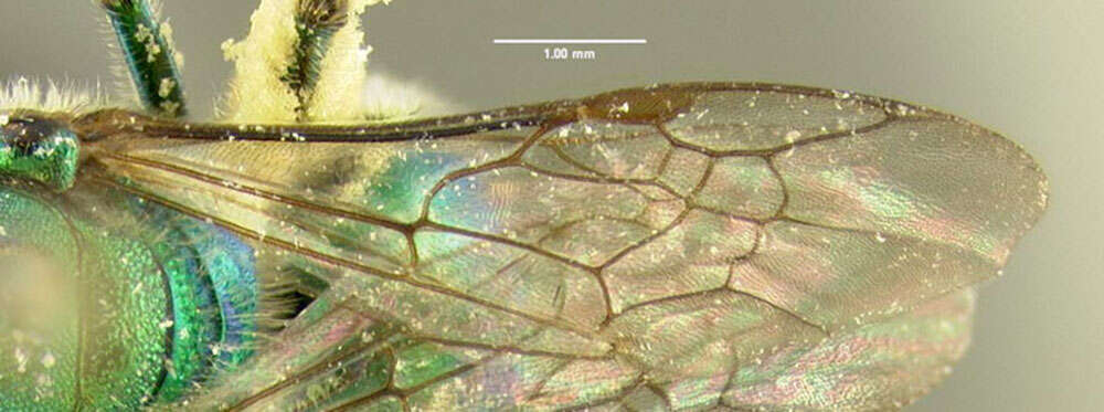 Image of Augochloropsis metallica (Fabricius 1793)