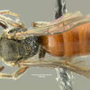 صورة Sphecodes pimpinellae Robertson 1900