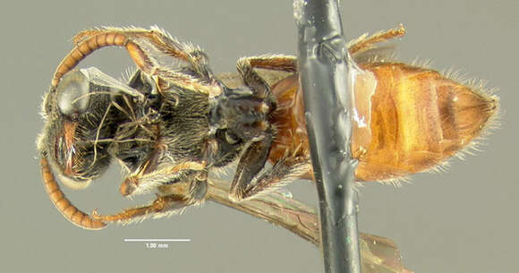 Image of Sphecodes pimpinellae Robertson 1900