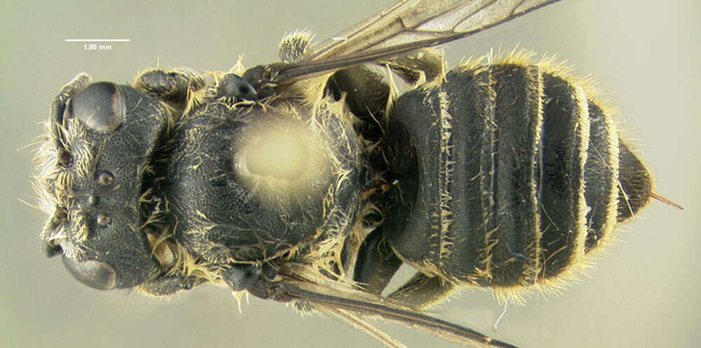 Image of Leafcutter bee